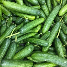 Beit Alpha Cucumber Seeds 50+ Persian Vegetable Garden NON-GMO USA FREE S&H