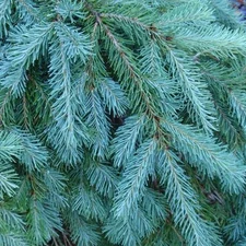 Blue Douglas Fir, Pseudotsuga menziesii glauca, Tree Seeds (Fragrant Evergreen)