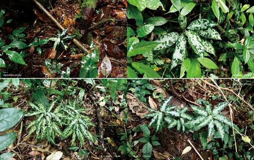 MIST LOVERS Jungle Plant Visual Book Discover 600+ Tropical Species Japan - Foto 3 di 6