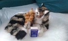 Bild 4 von 8