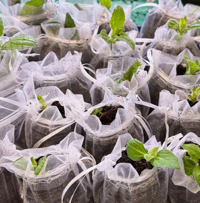 #ad #ad Yacon Start Qty: 1 start ready to plant $20.00