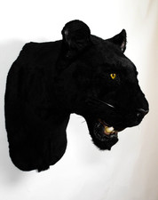 Taxidermy Panther Faux Black Wall mount Stuffed Life size Head Shoulder Replica