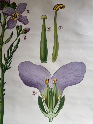 Vintage WIESENSCHAUM Schulkarte botanisches Poster BOTANISCHE Blumen LIMNANTHUS - Bild 12 von 15