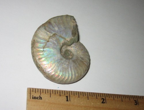 HERMOSO FÓSIL MARINO OCEÁNICO OPALIZADO ÁSPERO NATURAL DE 2" MADAGASCAR 33g *2 - Imagen 5 de 10