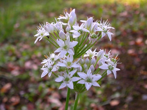 Schnittknoblauch - Allium tuberosum - 25+ Samen - Saatgut - Seeds R 041 - Bild 2 von 2