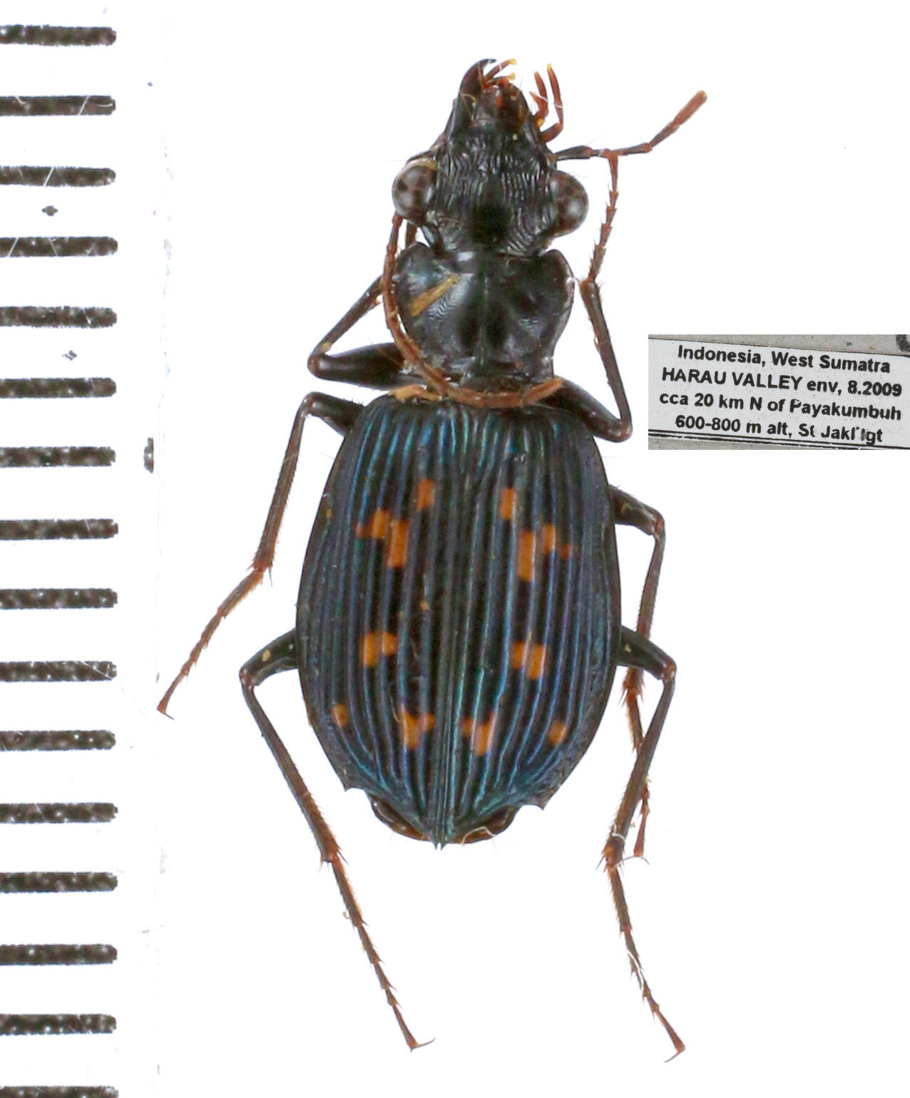 Carabidae Cicindelinae different sp. from different islands of Indonesia MIX - Picture 9 of 50
