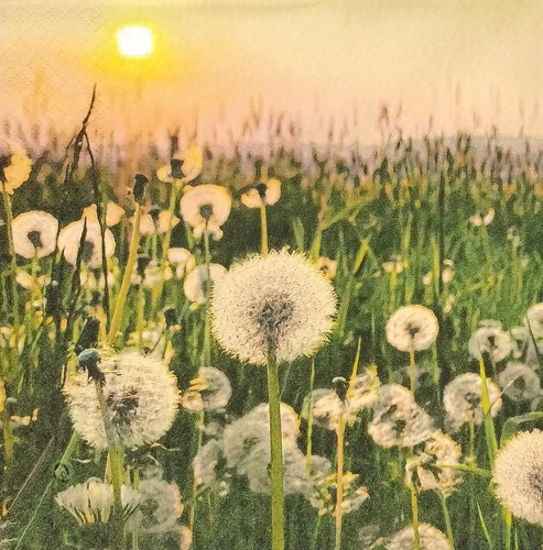 P836# 3 servilletas de papel individuales para decoupage puesta de sol temprana en prado de diente de león - Imagen 2 de 9
