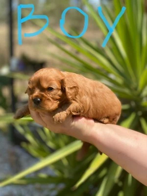 king charles cavalier puppies for sale gumtree