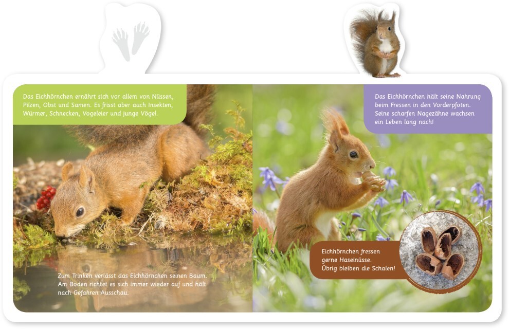 Thumbnail - Mein Kleines Tier-lexikon - Das Eichhörnchen Hannah Kastenhuber