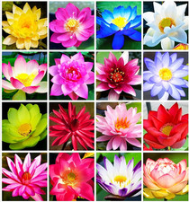 30 PCS Bowl Lotus Seeds Bonsai Lotus Seeds for Planting Water Lily Pink Purple R