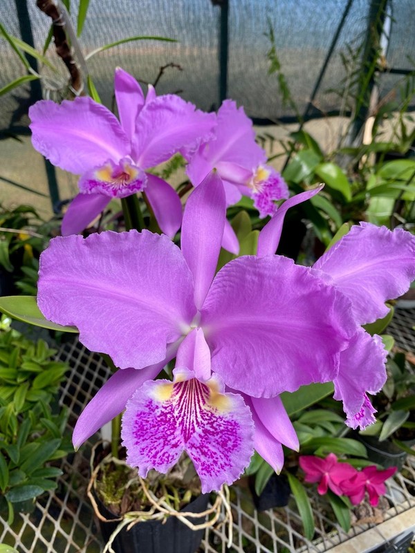 C. lueddemanniana `Caleb' Select Species Original Cattleya Orchid Plant
