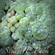 RARE SEEDS (10pk) L. Caespitosa Form x10 (Ten) Cactus US SELLER