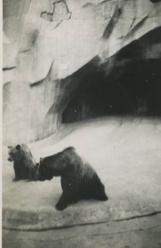 France Zoo Brown Bears Old snapshot Photo 1930 - Imagen 1 de 3