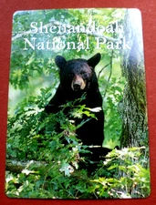 (1)Wide Swap Playing Card SHENANDOAH NATIONAL PARK Black Bear Dark Hollow Falls