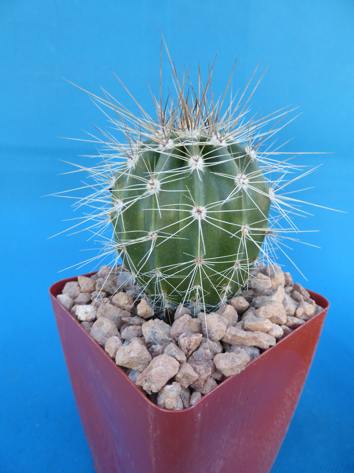 Little saguaro cactus fotografías e imágenes de alta resolución - Alamy