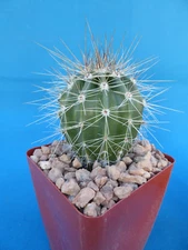 Saguaro Cactus Nice Spines Carnegiea gigantea Succulent 3"+ Tall AZ Seed Grown