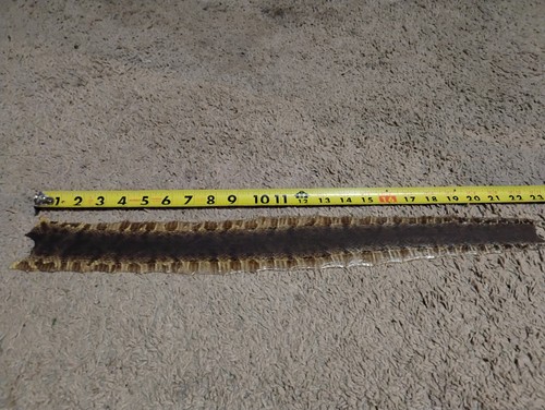 Cotton Mouth Water Moccasin Snake Skin
