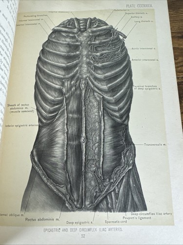 ANTIQUE 1903 ANATOMY BOOK: SURGICAL ANATOMY BY J. B. DEAVER VOL III~ABD/PELVIS+ - Bild 14 von 20