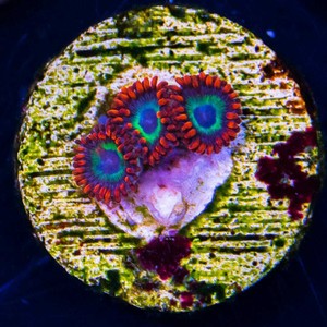 Emeralds-On-Fire-Zoas-WYSIWYG-Live-Coral-Frag-World-Wide-Corals-142