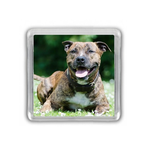 Dog Fridge Magnets Pug Staffy Beagle Chihuahua Shih Tzu Jack Russell Choose - Picture 25 of 131