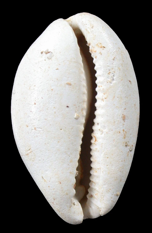 Miozän  Sehr seltene Trona cf. leporina  Kauri - Muschel  Moulin de Carro  5552 - Bild 1 von 4