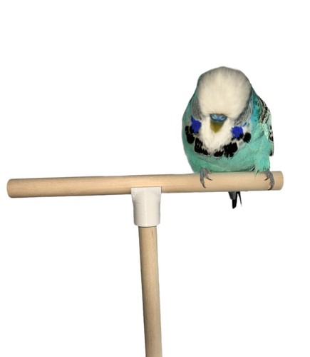T Shape Bird Perch Stand. Natural Wood Bird Cage Perch For Budgie, Finch, Parrot - 第 6/7 張圖片