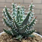 5CM Succulent Aloe Plant Aloe Plant Aloe Erinacea Liliaceae Home Garden Plant
