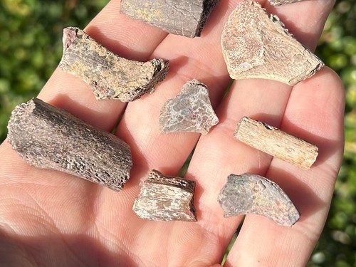 Permian Reptile Amphibian Fossils Collection Limb Bones etc Dimetrodon - Picture 12 of 12