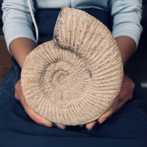 2.75LB TOP natural whole mud ammonite fossil conch quart quartz crystal specimen - Picture 6 of 10