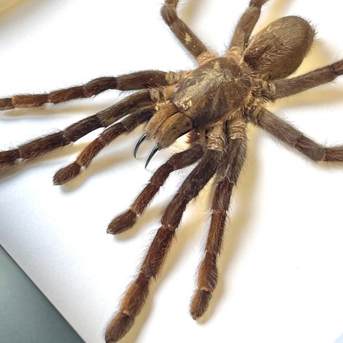 Java Tierra Tigre Tarántula Araña (Selenocosmia javanensis) Caja Marco Pantalla - Imagen 2 de 2