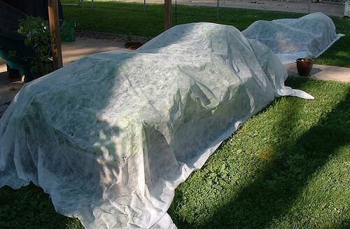 Cubierta de fila flotante de invierno Agfabric para protección contra la congelación de flores de tomate de papa - Imagen 6 de 9