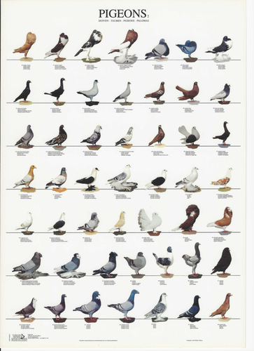 Large VAN KEULEN Laminated Full Color Poster of your Choice ( 26.5 x 38.5 Inch ) - Picture 12 of 16