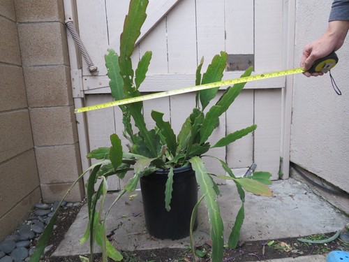 Epiphyllum Hookeri Strictum Orchid Cactus Succulent - Picture 7 of 8