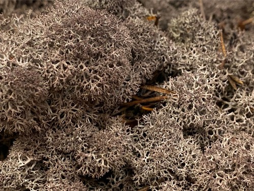 Natural Norwegian Reindeer Moss Preserved Dried Craft Flower Stamen Decoration - Picture 13 of 22