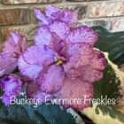 African Violet Buckeye Evermore Freckles