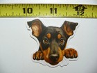 PEEKING DOBERMAN PINSCHER SMALL STICKER DECAL PUPPY DOG PET LOVE PEEK A BOO