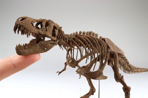 1:35 Scale Tyrannosaurus Skeleton Model 3D Printed Dinosaur Animal Scene Decor - Picture 4 of 8