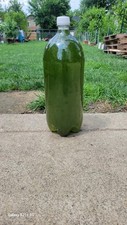 1 quart Green Water Culture Chlorella fresh for Daphnia, Moina Agua Verde