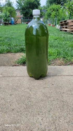 1 quart Green Water Culture Chlorella  fresh for Daphnia, Moina Agua Verde