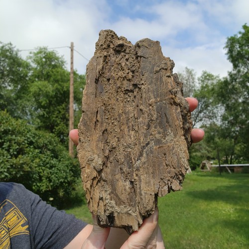Large Heavy Dinosaur Bone Section - Authentic Fossil - from Hell Creek Formation - Picture 2 of 10