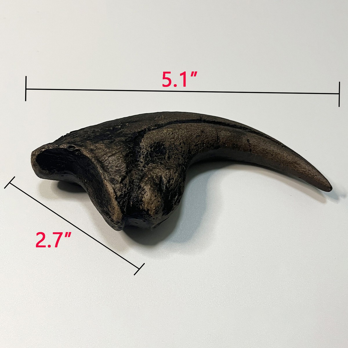 Dinosaur Shelf Utahraptor Dinosaur Life Size Raptor Claw Fossil