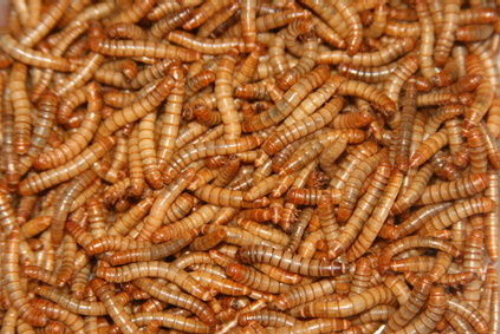 (EUR 11,15/kg) Getrocknete Mehlwürmer 3 kg für Fische Reptilien Nagetiere Vögel - Bild 1 von 1