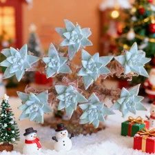 Dudleya gnoma S.W.McCabe Rare Succulent Plant, Bare Root Easy Care Live