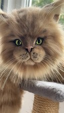 One of a Kind Large Realistic Fluffy Orange Cat Plush Handmade  Unique