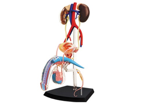 3D Puzzle toys Detachable Organ anatomy science and education model Human organs - Picture 3 of 20