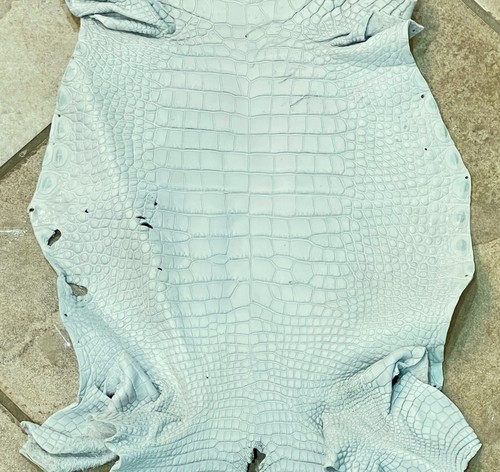 American Alligator Hide 4' Seaglass Matte 31 cm WHOLE Real Genuine 0096-F3 - Picture 4 of 12