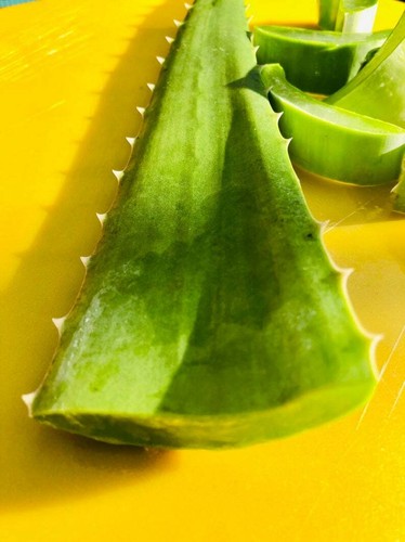 ALOE VERA Fresh Organic Leaf all Natural - Cut On Demand - Clean - Picture 4 of 5