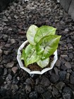 Syngonium Lime SodaI Free Phytosanitary Certificate I DHL Exspres