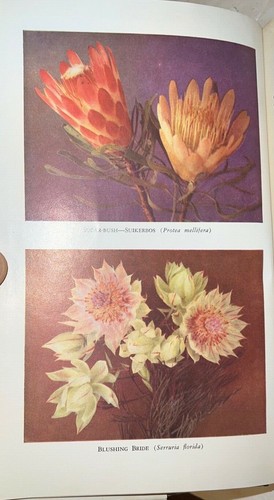 1957, ORNAMENTAL SHRUBS AND TREES, by UNA VAN DER SPUY, SOUTH AUSTRALIA - Picture 3 of 12