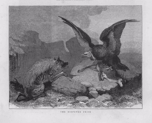 1873 Antique Print - FINE ART PICTURE THE DISPUTED PRIZE BIRD PREY HYENA (137B)